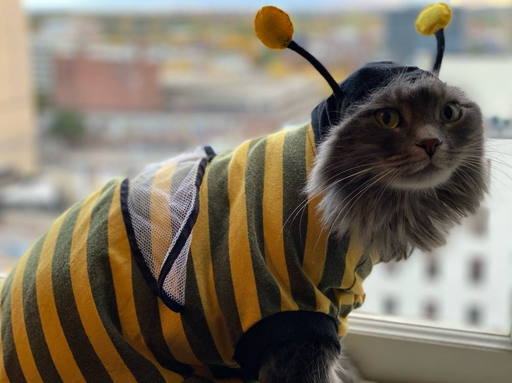 Bumble bee kitty costume