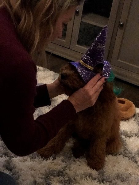 Puppy wearing Witch Halloween costume